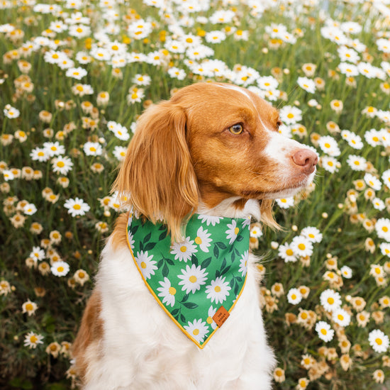 Coming Up Daisies Dog Bandana