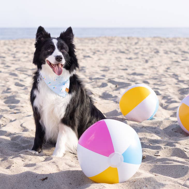 Beach Ball Dog Bandana