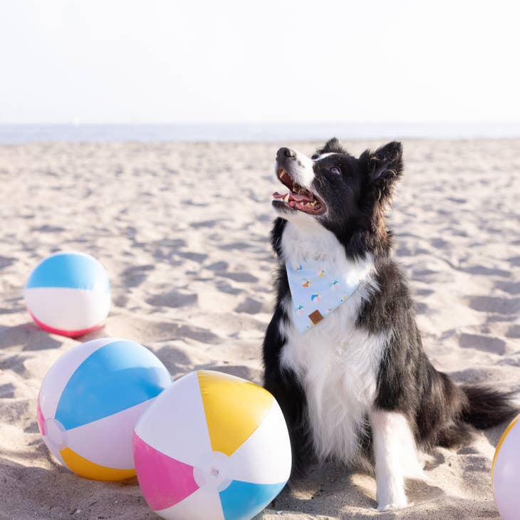 Beach Ball Dog Bandana