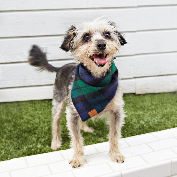 Black Watch Plaid Dog Bandana