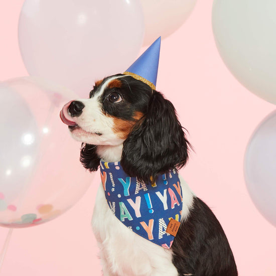 Birthday Yay Navy Reversible Dog Bandana