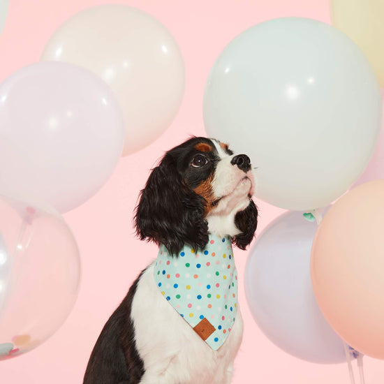 Birthday Yay Navy Reversible Dog Bandana
